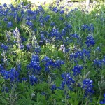 bluebonnet