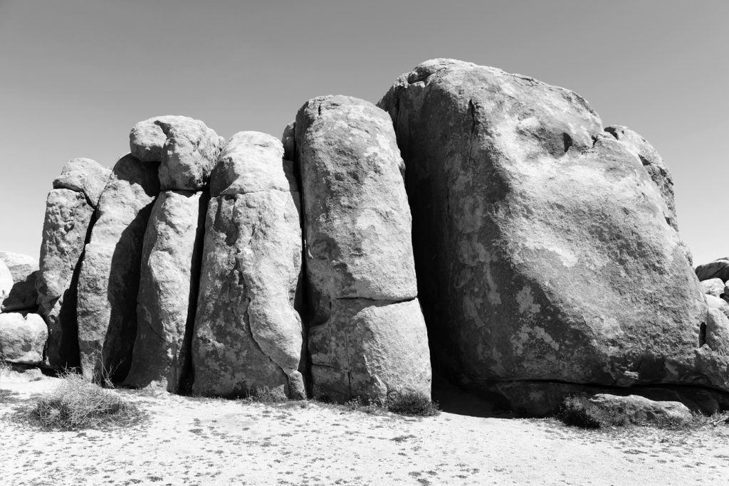 Elementals_001_Joshua_Tree_2010_corrected_curve_more_bright_BW_web